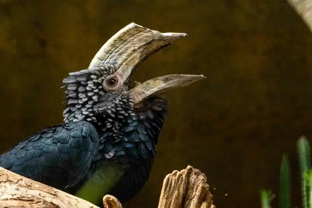 Black-and-white-casqued hornbill